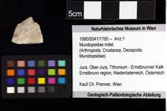 Foto (Objket + Etiketten) von Cycloprosopon sp. 